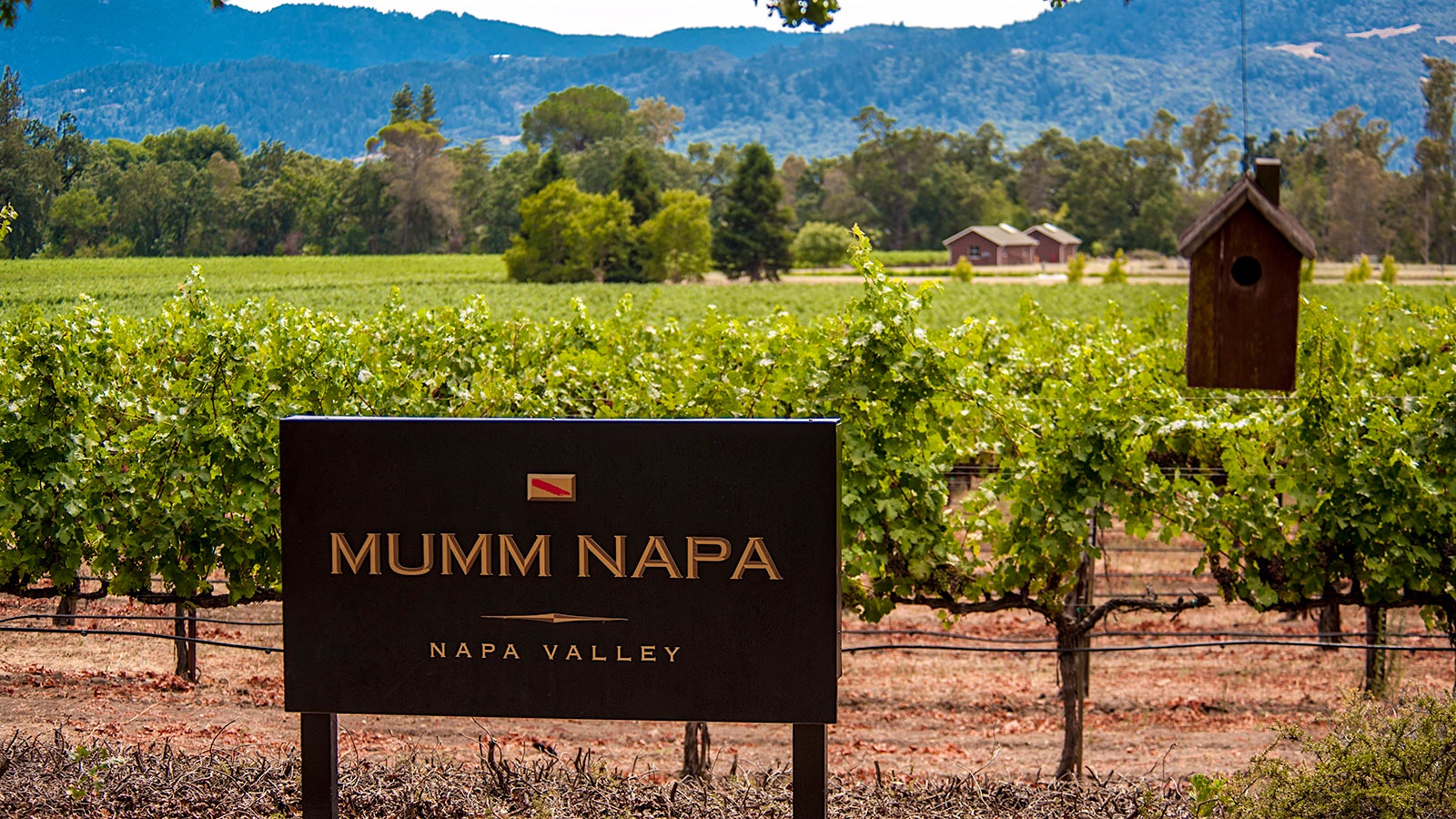 Mumm Napa's vineyards in California